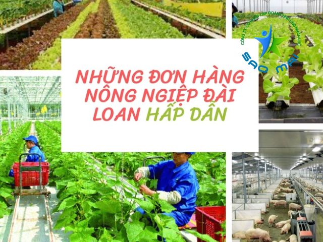 Giải đáp có nên XKLD Đài Loan đơn nông nghiệp trong năm 2024 không?